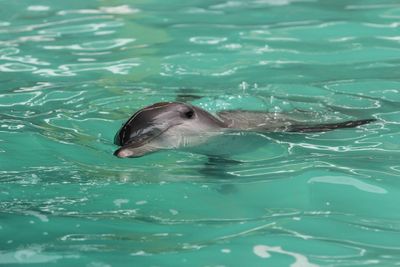 Dolphin in aquarium