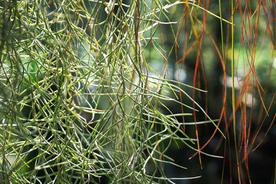 Full frame shot of bamboo plants