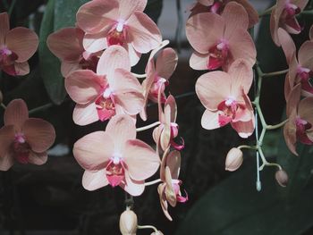 Close-up of pink flowers