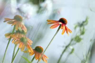 Close-up of orange flower