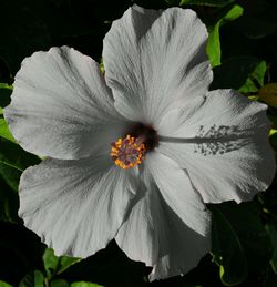 Close-up of white hibiscus blooming outdoors