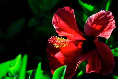 Close-up of red flowers