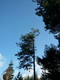 Low angle view of tree against clear blue sky