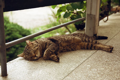 Cat sleeping on footbridge