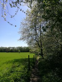 Trees growing on field against sky