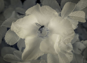 Close-up of white flowering plant