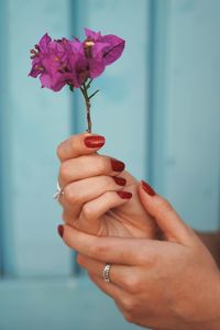 Close-up of hand holding purple flower