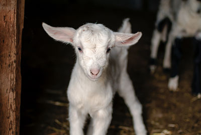 Close-up of kid goat standing outdoors