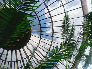 Low angle view of palm trees