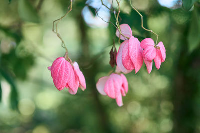 Close-up of pink flowers with green background