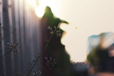 Close-up of flowering plant against sky during sunset