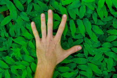 Cropped hand on leaves