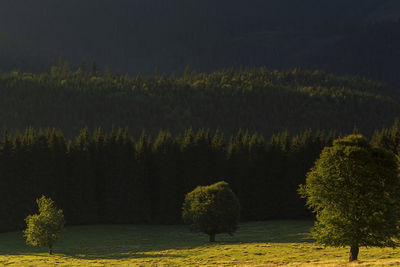 Trees in forest