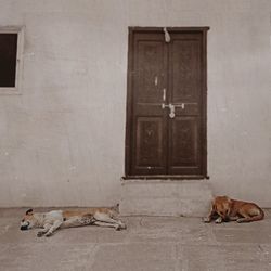 Portrait of dog sitting by window