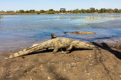 Crocodile at lakeshore