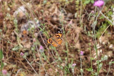 Close-up of butterfly pollinating on flower