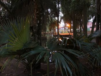 Close-up of illuminated trees at night