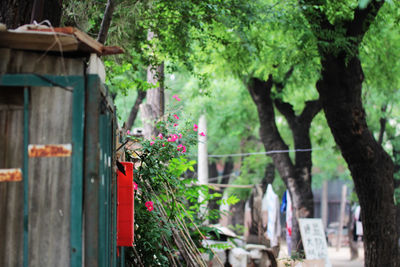 Close-up of plants against trees