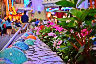 Close-up of pink flowers blooming by retaining wall in city