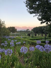 Purple flowering plants on field against sky during sunset