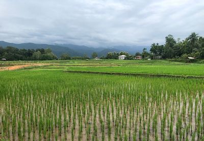 Scenic view of rice field against sky