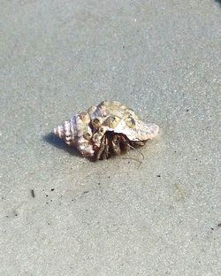 High angle view of crab on beach