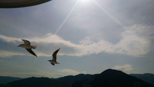 Low angle view of bird flying in sky