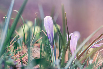 Close-up of purple crocus flowers on field