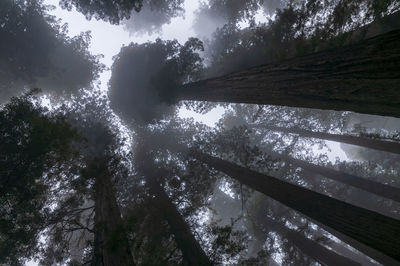 Low angle view of trees in forest against sky