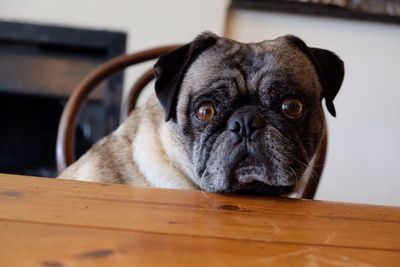 Portrait of dog at home