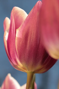 Close-up of flower against blurred background