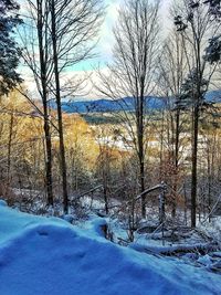 Snow covered trees against sky during sunset