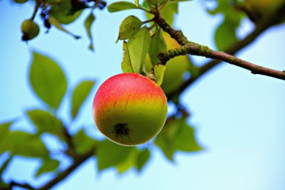 Low angle view of fruits on tree against sky