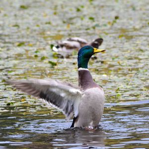 Close-up of duck swimming in lake