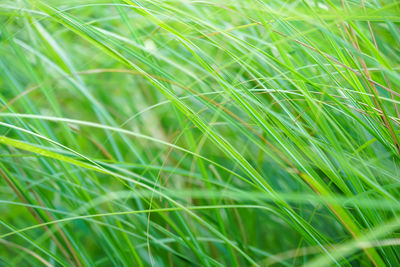 Full frame shot of crops growing on field