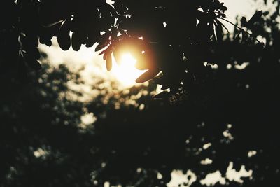 Low angle view of tree against sky