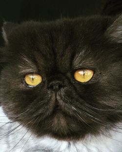 Close-up portrait of black cat