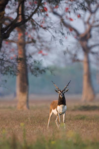 Deer in a field