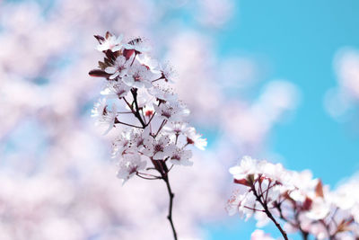 Low angle view of cherry blossom tree