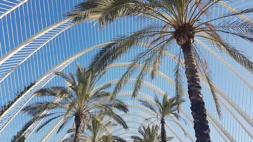 Low angle view of palm tree against sky