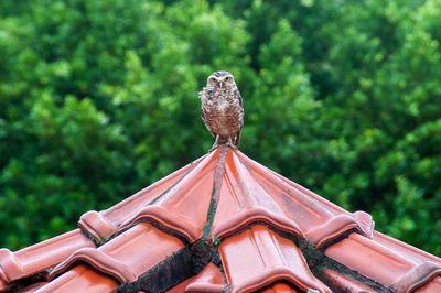 Low angle view of bird perching on roof