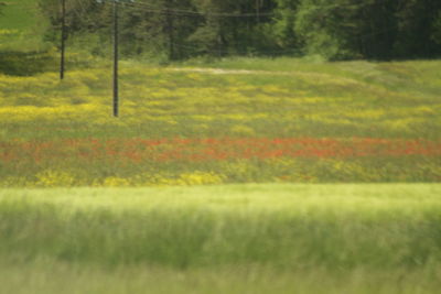 Scenic view of agricultural field