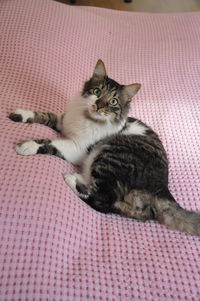 Cat relaxing on bed