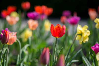 Close-up of poppies blooming outdoors