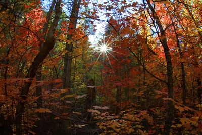 Sunlight streaming through trees in forest during autumn