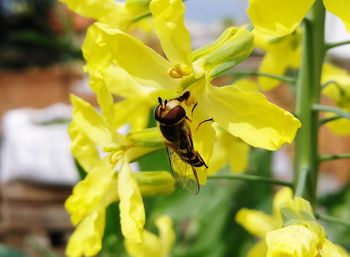 Close-up of bee pollinating on yellow flower