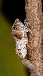 Close-up of insect on tree trunk