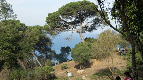 Trees against sky