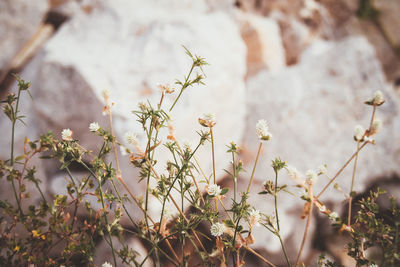 Close-up of white flowering plants