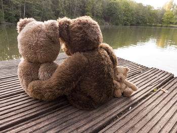 View of a dog sitting on wood